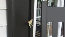 Luna Moth